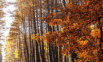 ks 一元 100 个赞秒到是套路吗？揭秘其背后的真相